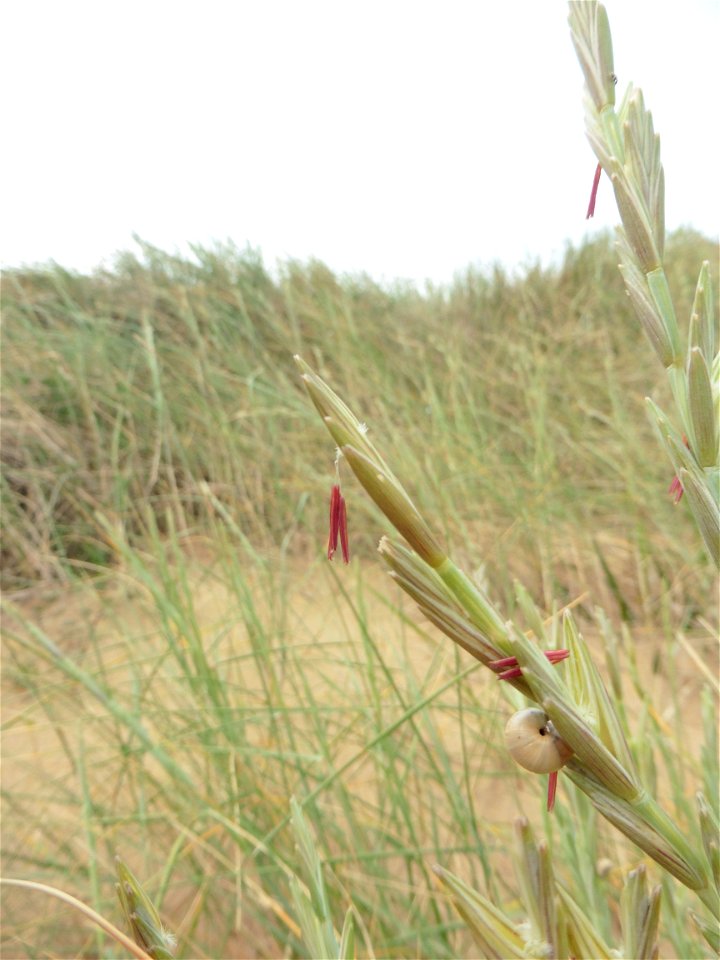 Elytrigia juncea subsp. boreoatlantica (Simonet & Guin.) Hyl., 1953