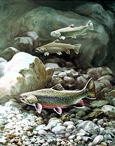 Arroyo artwork fish
