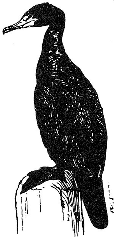 Art bird black