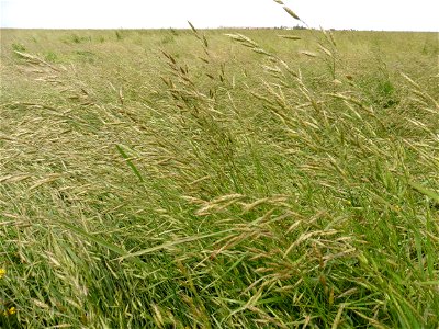 Bromus racemosus L., 1762