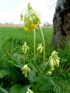 Primula veris L., 1753