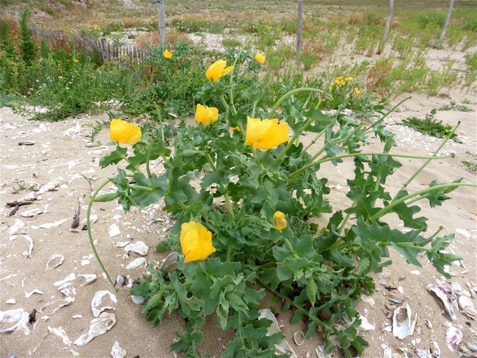 Glaucium flavum Crantz, 1763