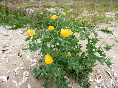 Glaucium flavum Crantz, 1763