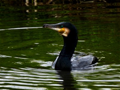 Aalscholver