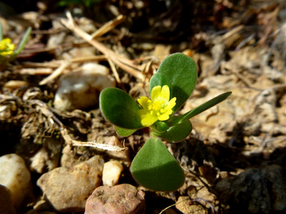 Portulaca oleracea L., 1753