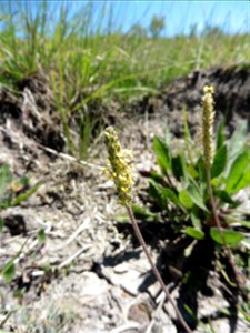Plantago capitellata Ramond ex DC., 1805
