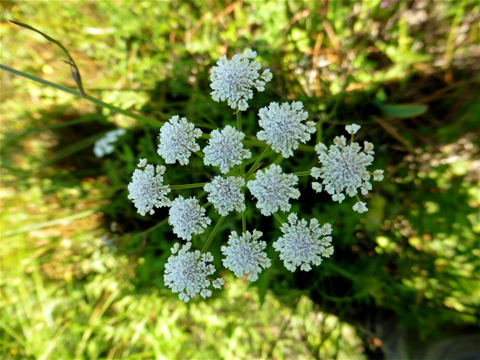 Oenanthe lachenalii C.C.Gmel., 1805