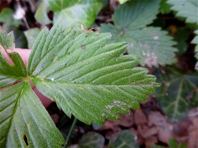 Fragaria vesca L., 1753