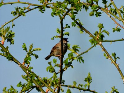 Heggenmus