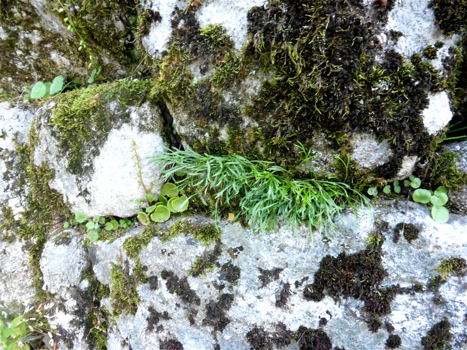 Asplenium septentrionale (L.) Hoffm., 1796