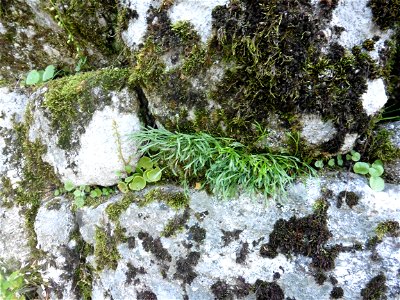 Asplenium septentrionale (L.) Hoffm., 1796