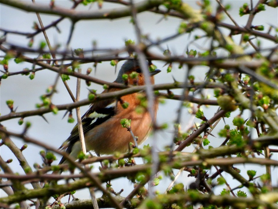 Vink