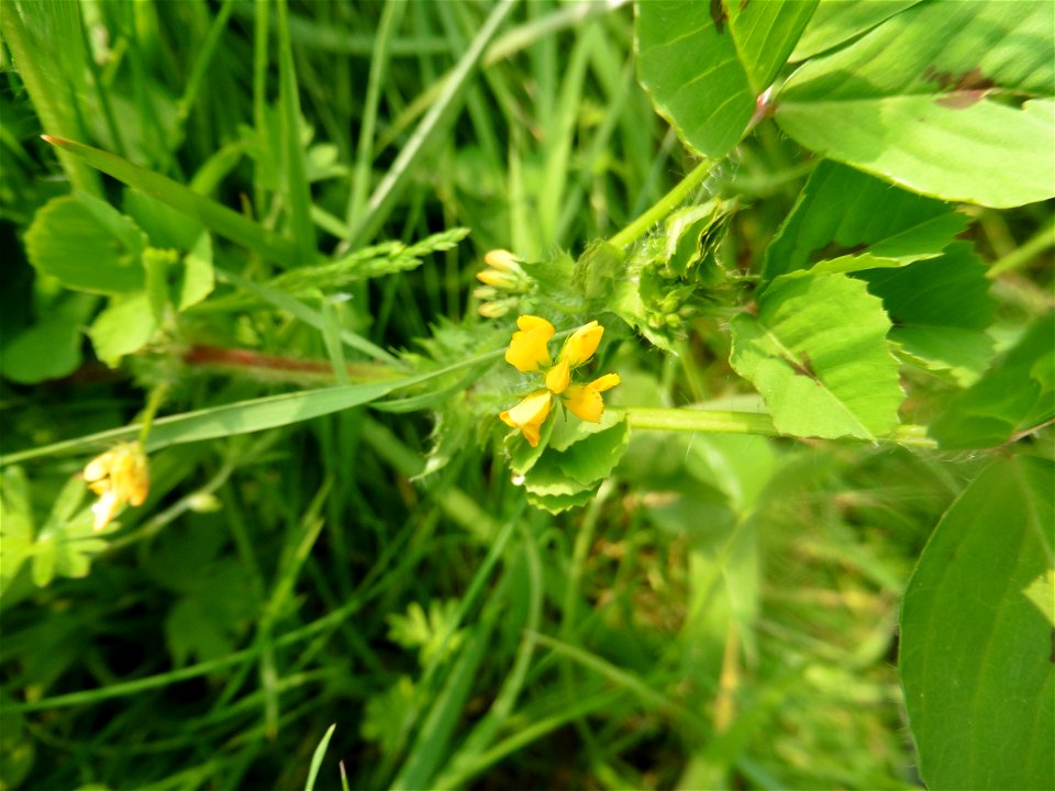Medicago arabica (L.) Huds., 1762