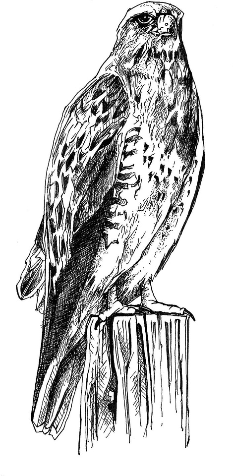 Art bird black