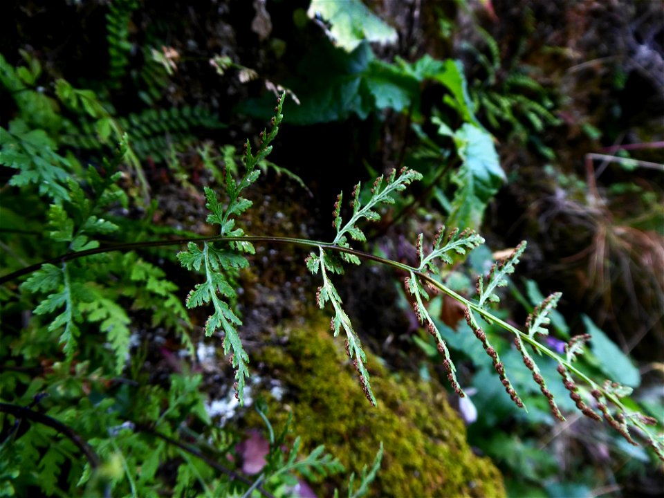 Asplenium obovatum subsp. billotii (F.W.Schultz) O.Bolòs, Vigo, Massales & Ninot, 1990