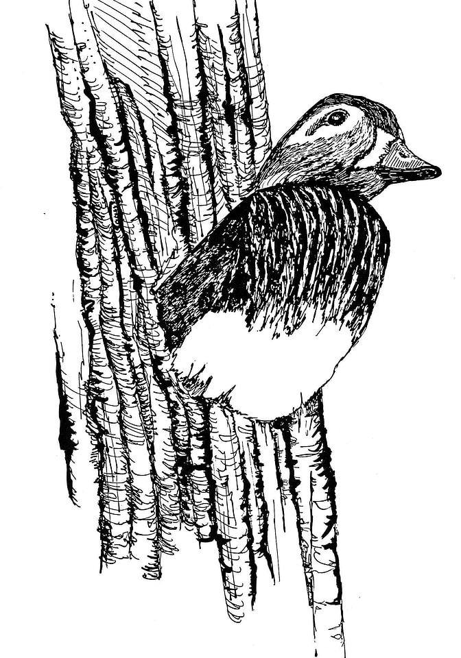 Art drawing duck