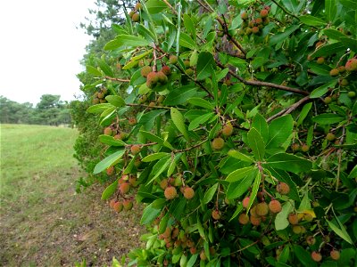 Arbutus unedo L., 1753