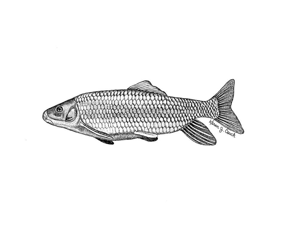 Fish illustration redhorse