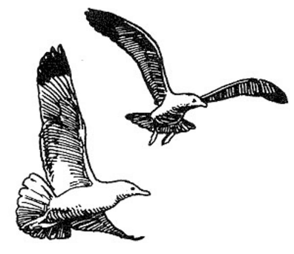 Art drawing Larus argentatus
