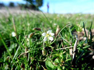Spergula arvensis L., 1753