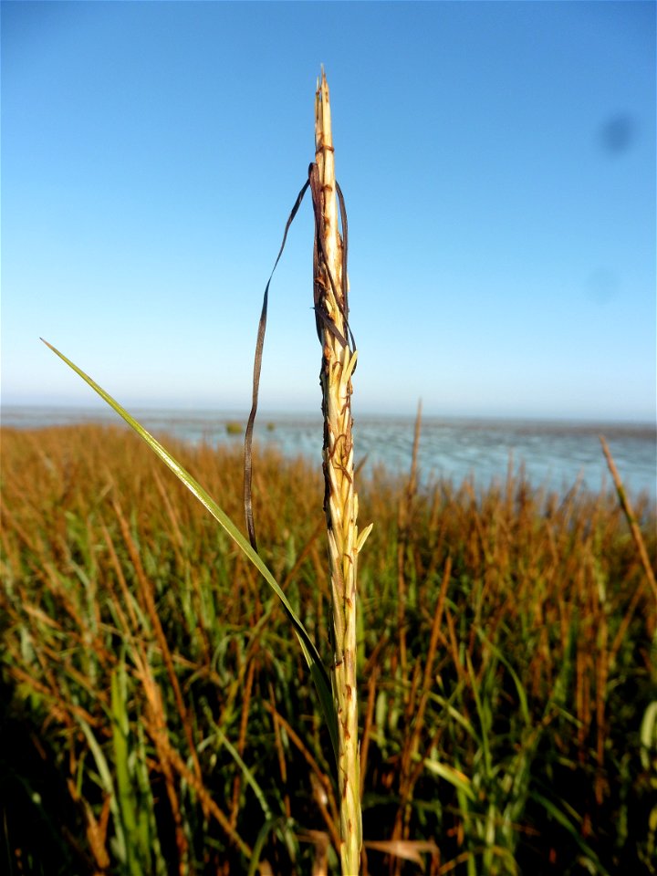 Spartina maritima (Curtis) Fernald, 1916