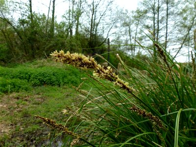 Carex paniculata L., 1755