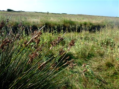 Juncus acutus L., 1753