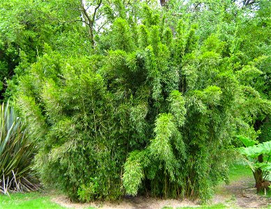 Mount Stewart (11)