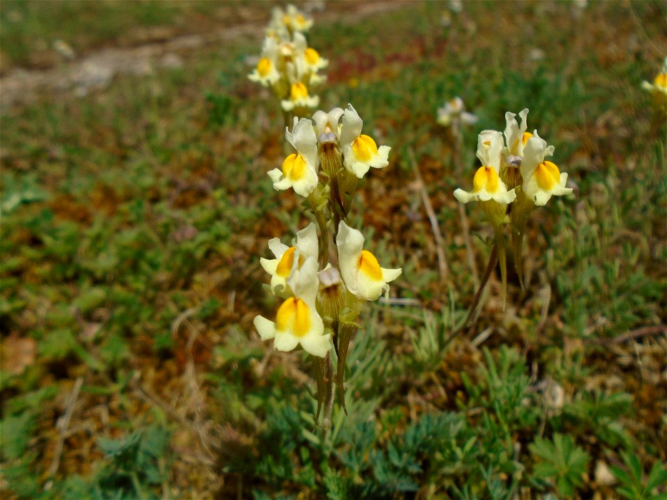Linaria vulgaris Mill., 1768