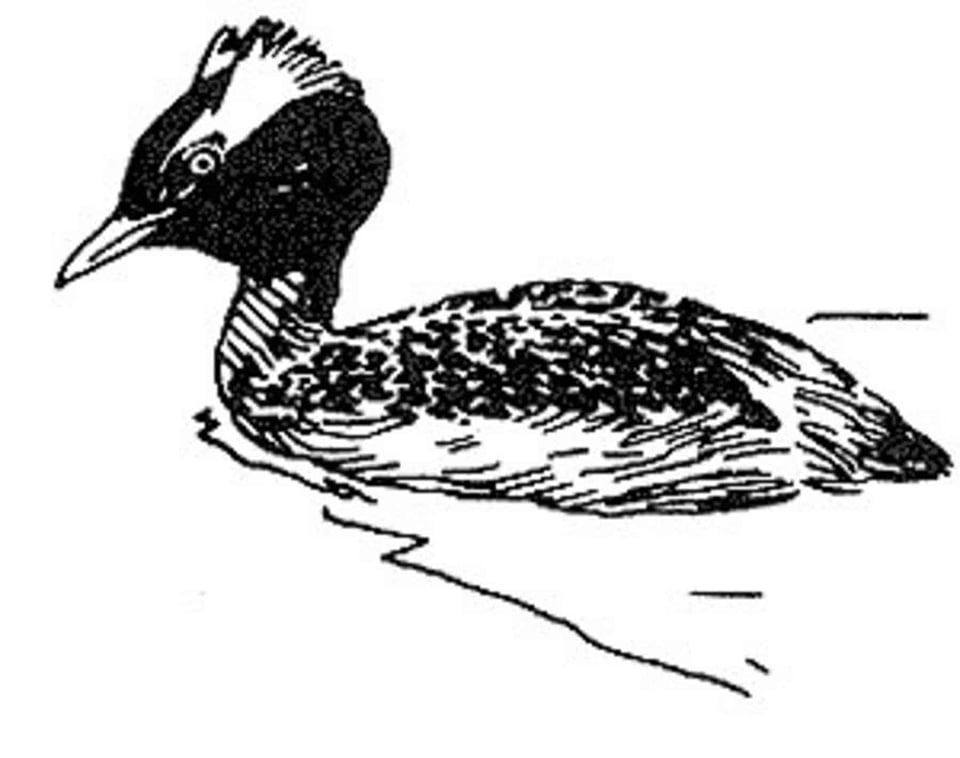 Aquatic Bird art line