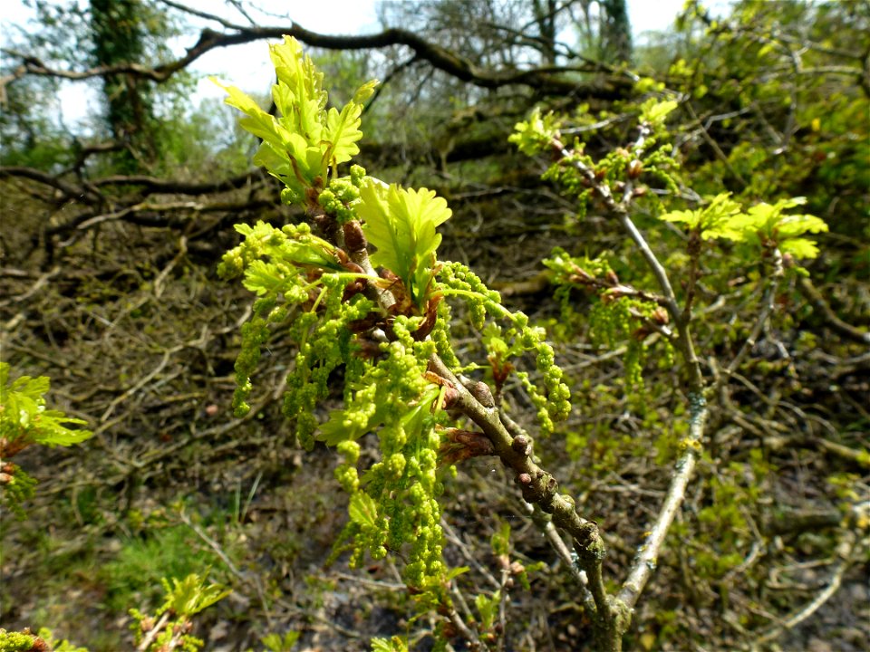 Quercus robur L., 1753