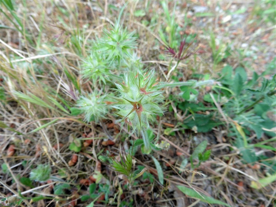 Trifolium arvense L., 1753