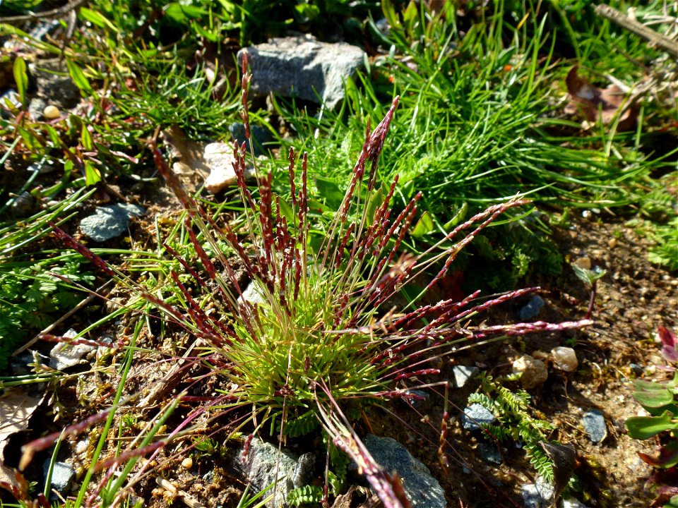 Mibora minima (L.) Desv., 1818