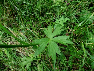 Astrantia major L., 1753 photo