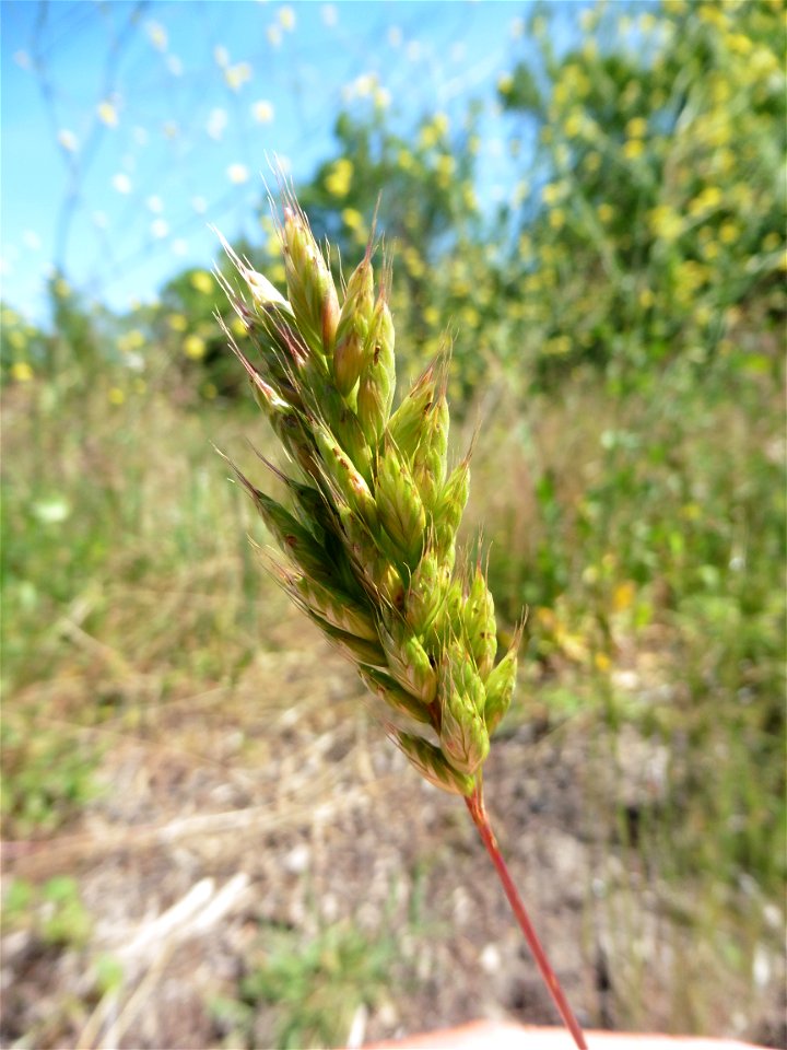 Bromus hordeaceus subsp. thominei (Hardouin) Braun-Blanq., 1929