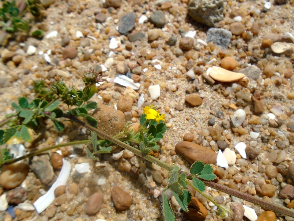 Medicago littoralis Rohde ex Loisel., 1810