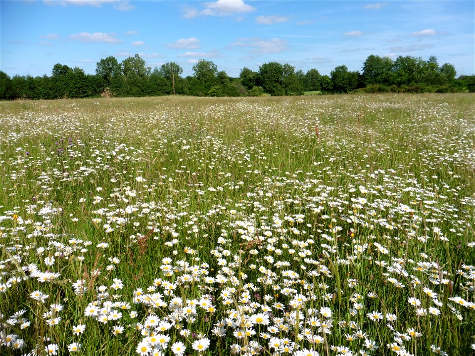 Prairie mésophile, Vendée