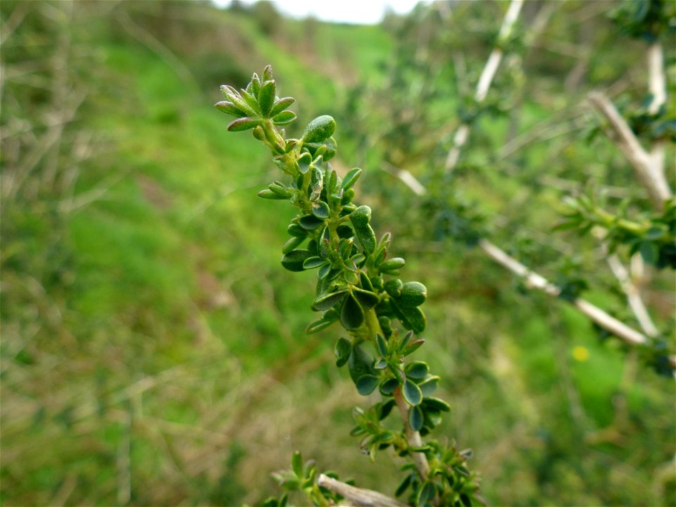 Adenocarpus complicatus (L.) J.Gay, 1836