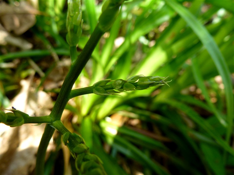 Ruscus aculeatus L., 1753