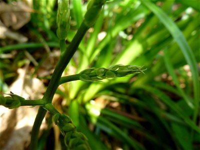 Ruscus aculeatus L., 1753
