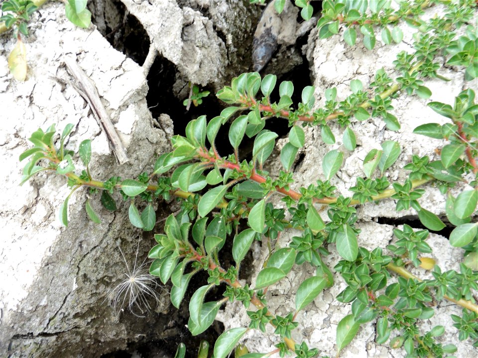 Ludwigia peploides (Kunth) P.H.Raven, 1964