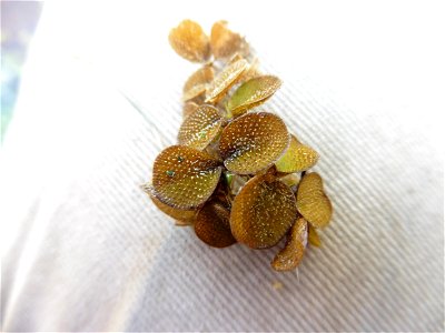 Salvinia minima Baker, 1886