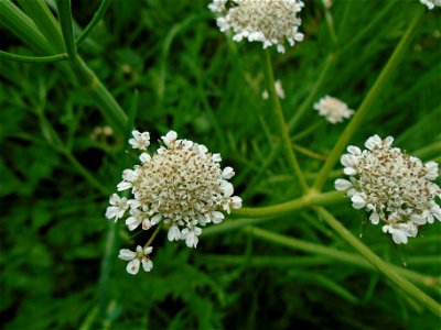 Oenanthe silaifolia M.Bieb., 1819