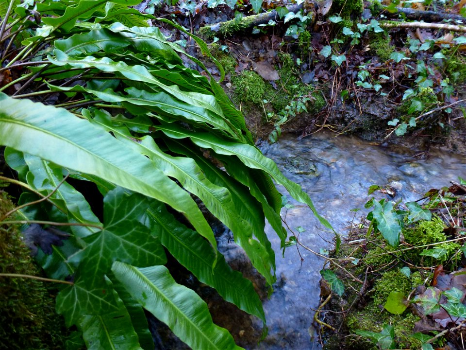 Asplenium scolopendrium L., 1753