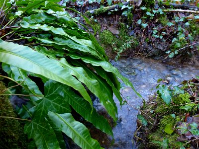 Asplenium scolopendrium L., 1753