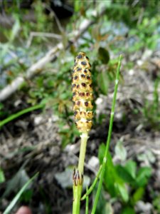 Equisetum arvense L., 1753