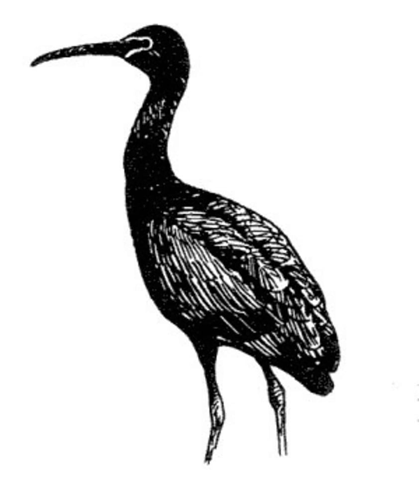 Bird drawing great