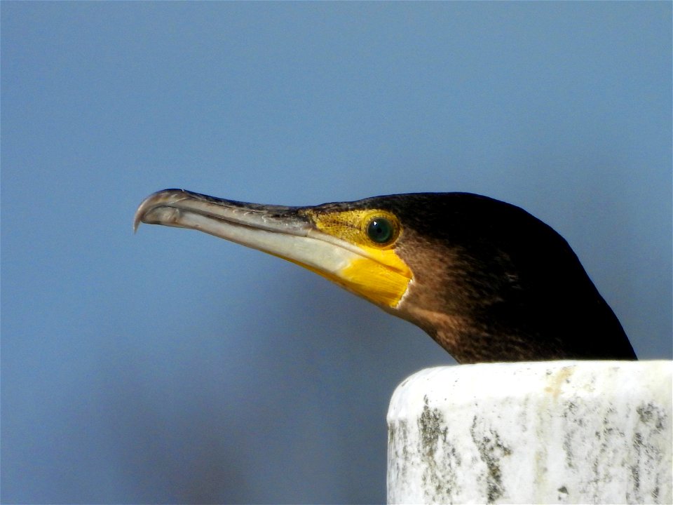 Aalscholver portret