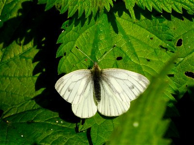 Witje