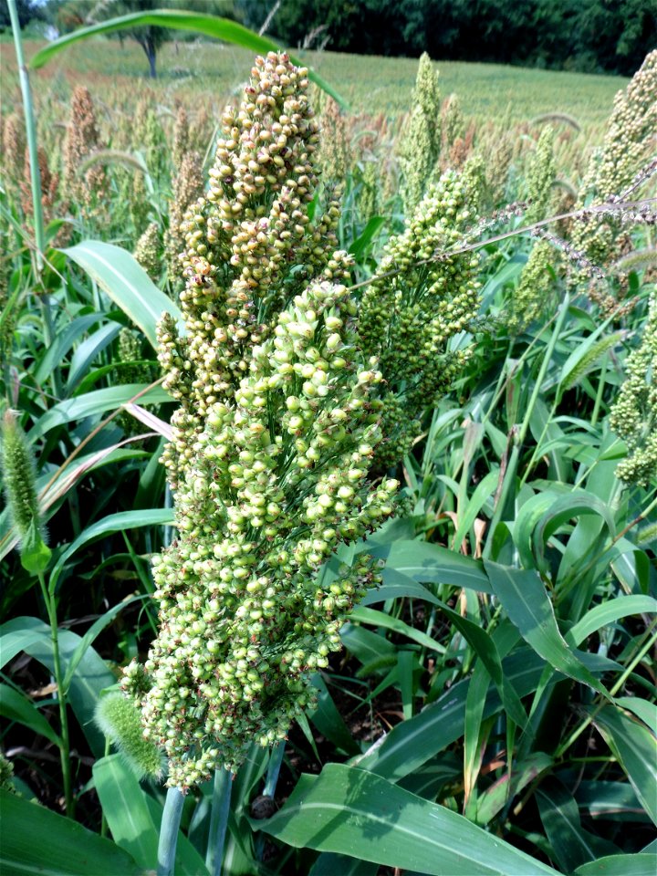 Sorghum Moench, 1794